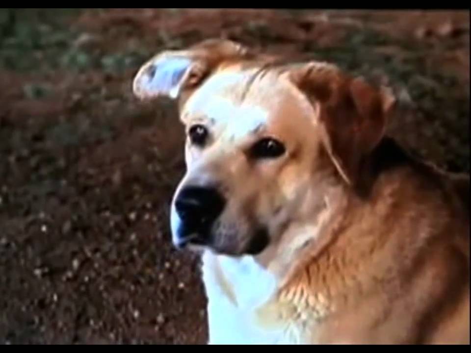 old-yeller-youtube