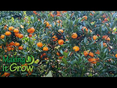screenshot of youtube video titled Why This Farm Grows Its Citrus Under Pine Trees