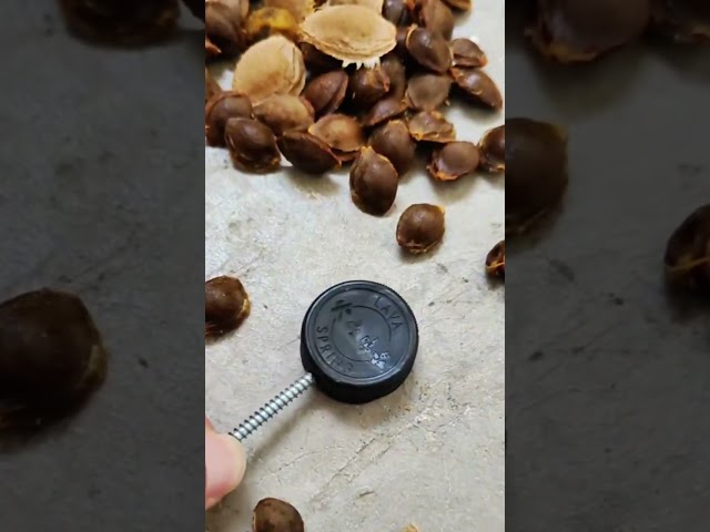 Homemade practical almond shelling tool