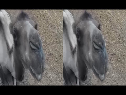Camel and Goats in 3D! Ecopark! 3D VIDEO