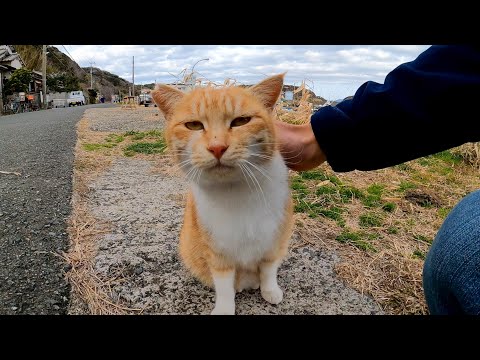 道端に猫がいたので撫でると他の猫も次々と集まってきた まとめちゅーぶ