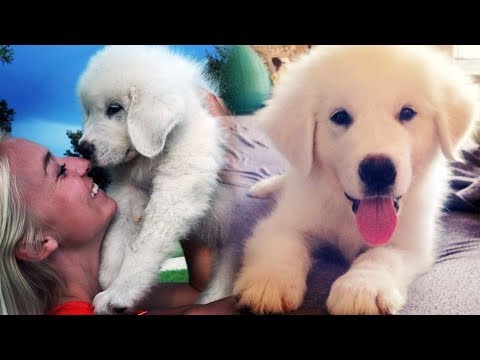 KODA - THE GREAT PYRENEES PUPPY (Super Cooper Sunday #99)