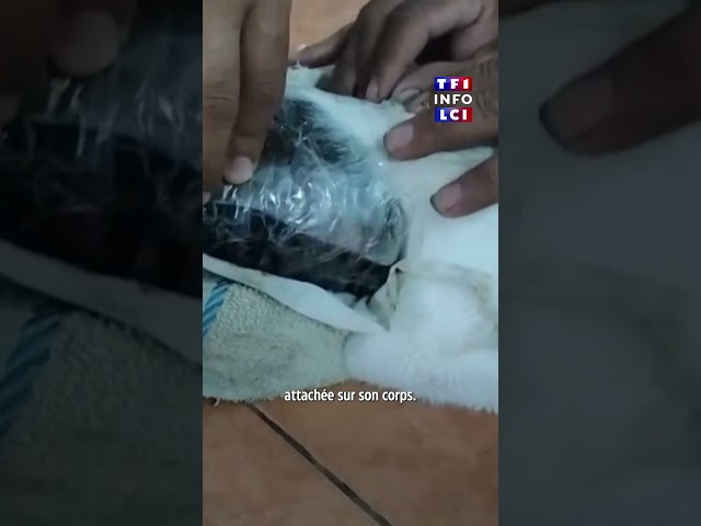 😮🐈 Le passeur de drogue de la prison était… un chat｜LCI