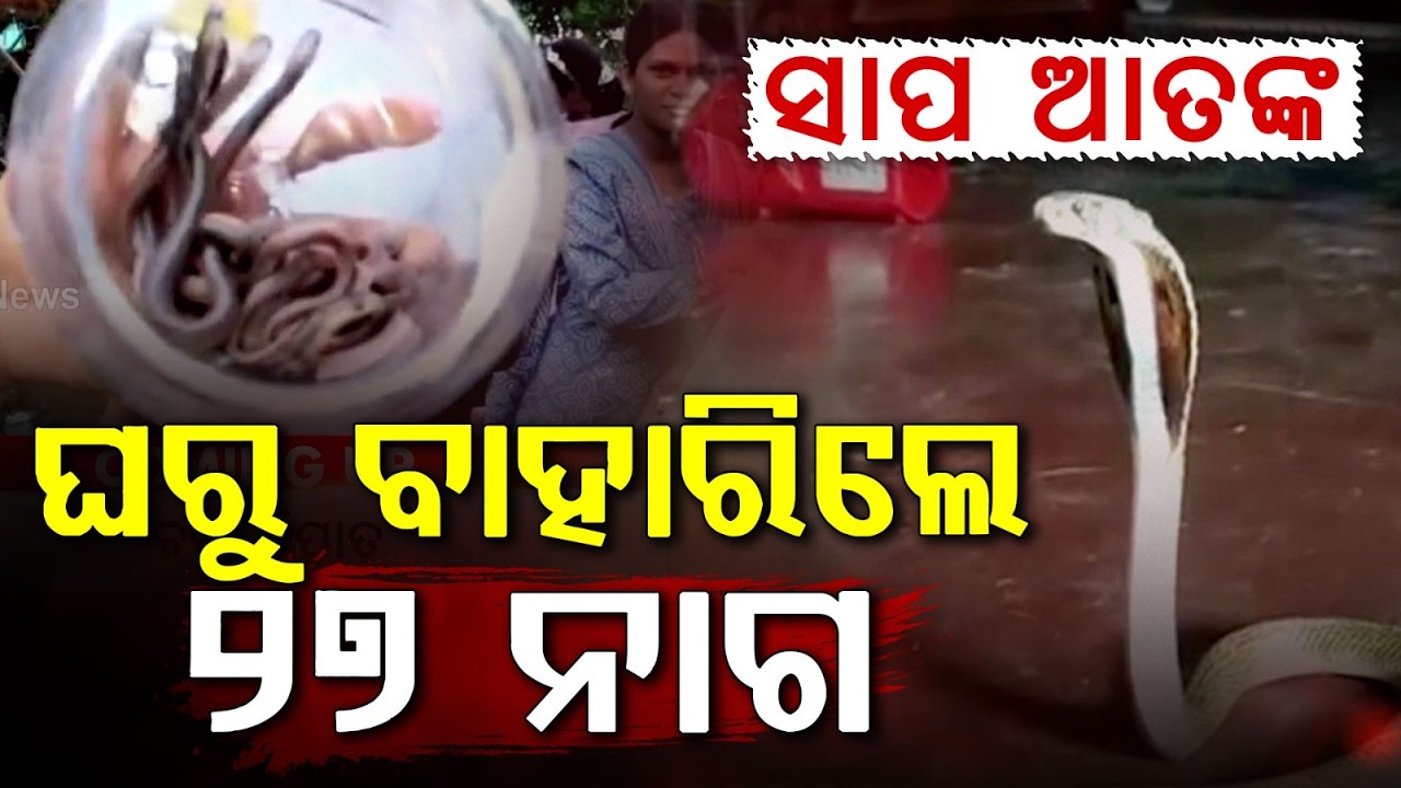 ଘରୁ ବାହାରିଲେ ୨୭ ନାଗ... | Snake Terror in Bhadrak | 27 Cobras Rescued from One House | Argus News