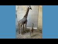 Baby giraffe takes first steps at Santa Barbara Zoo  - 01:18 min - News - Video