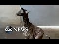 Baby giraffe takes first steps at Santa Barbara Zoo