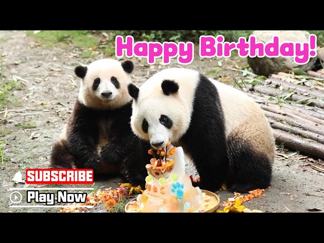 They Grew Up So Fast! Best Moments Of He Hua & He Ye! | iPanda