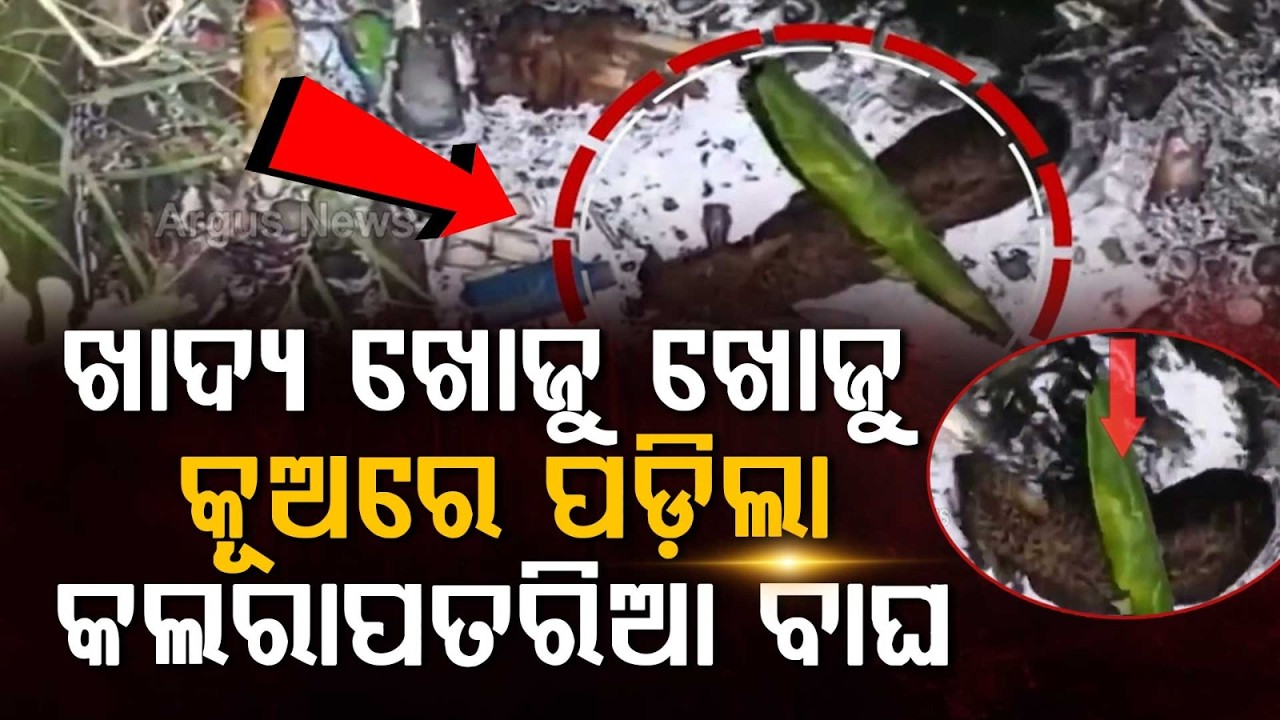 Leopard Falls Into Well In Search Of Food Near Nabarangpur Border | Argus News