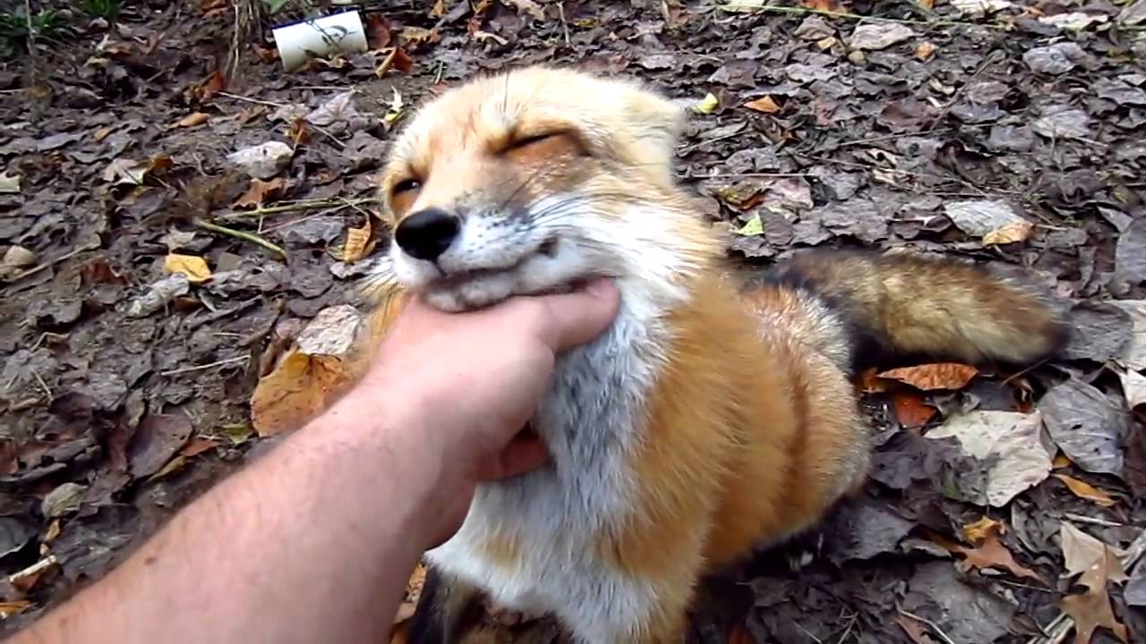 sleepee fox