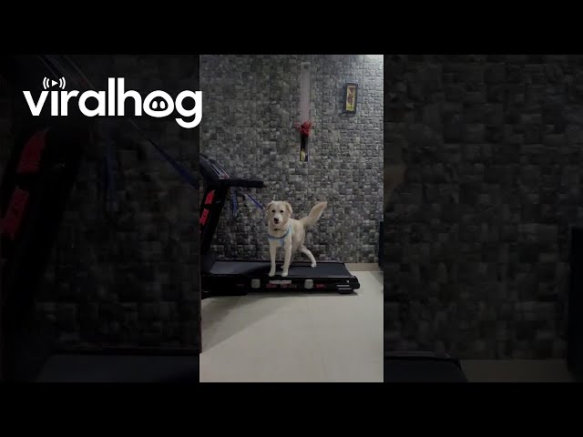 Dog Does Lopsided Treadmill Walk || ViralHog