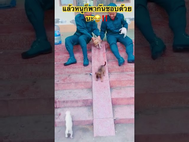 งานนี้จะเอ็นดูใครก้อน😂‼️ #สุนัขน่ารัก #funny #สุนัขแสนรู้ #pets