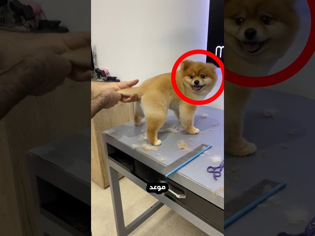 الكلب الصغير يريد حلاقة شعره!⭕
