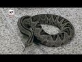 Watch moment snake poison is turned into antivenom - 01:13 min - News - Video