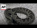 Watch moment snake poison is turned into antivenom