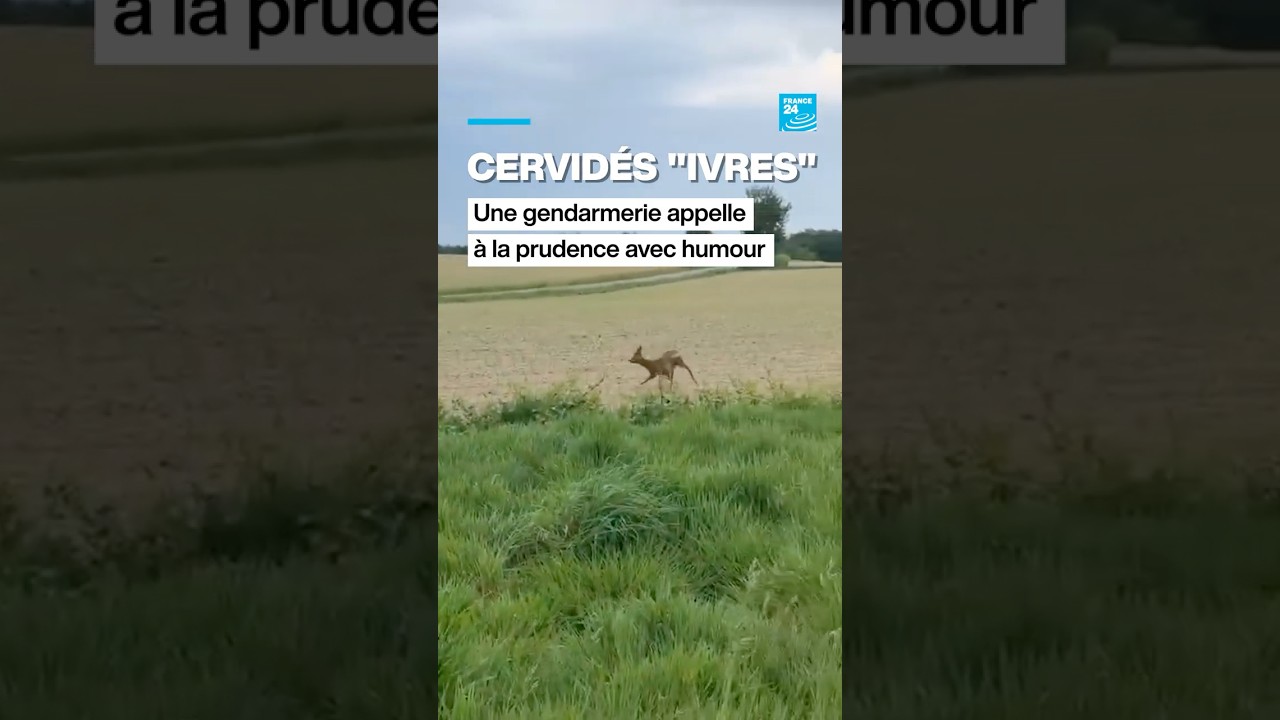 🦌Cervidés "ivres" : une gendarmerie appelle à la prudence avec humour 🇫🇷 • FRANCE 24