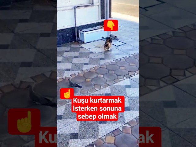 Amacı kedinin kuşu avlamasını önlemekti beceriksiz adam yüzünden olana bakın
