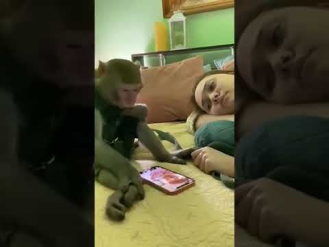 Anand Mahindra shares viral video of monkey watching phone videos