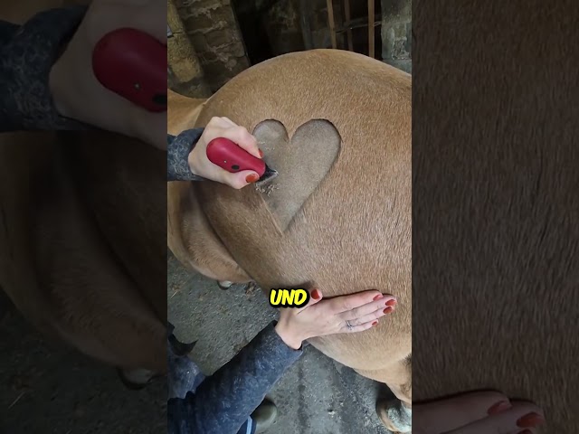 Warum Trägt Dieses Pferd Ein Herz Im Fell? 🤔❤