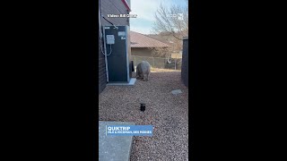 'Somebody's dinner got away': Loose pig roams around Des Moines convenience store