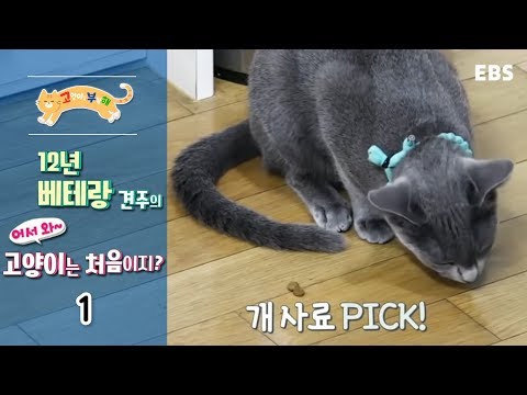 고양이를 부탁해 - 12년 베테랑 견주의 어서와 고양이는 처음이지_#001