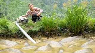 Catching 1500kg+ Giant Carp & Catfish by Hand in Muddy Fish Pond to Sell at the Market with my Kids