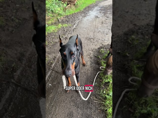 DOBERMANN REAV HAT EIN NEUES HAUSTIER‼️