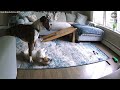 Boxer helps save french bulldog who was having a seizure  - 01:30 min - News - Video