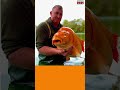British fisherman catches world's biggest goldfish