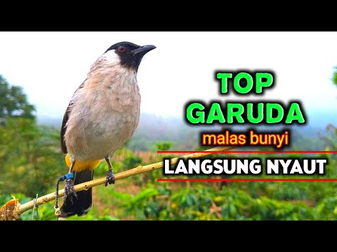Kicau Burung Kutilang Ter Gacor Untuk Masteran Juara