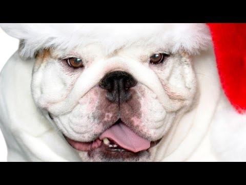 A Bulldog for Christmas'