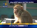 Mission 'Catch Monkeys' in Telangana