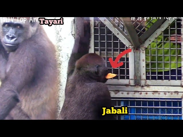 The Zookeeper Gives Jabali Extra Food—He’s Over the Moon!保育員幫呷百二加餐，開心到不行啦！🍽️😆