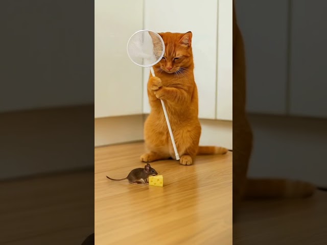 This cat is so smart! It even learned how to use a net! 🐱 #cat
