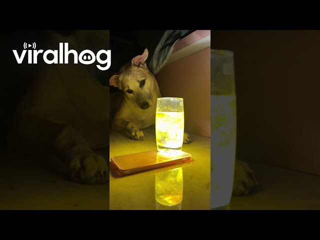 Dog's Reaction to Haldi Water Trend || ViralHog