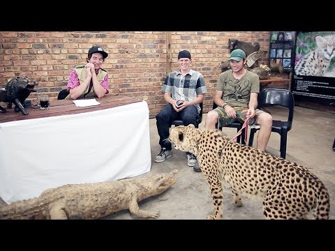 This Cheetah Hates Bilko | Cutting Room Floor