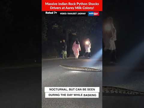 Massive Indian Rock Python Blocks Road at Aarey Milk Colony  Moment Caught on Camera 