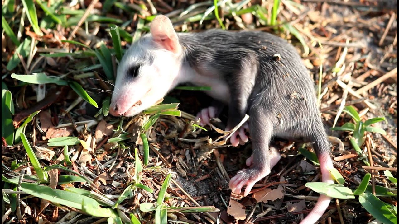 Baby Possum Playing dead - YouTube