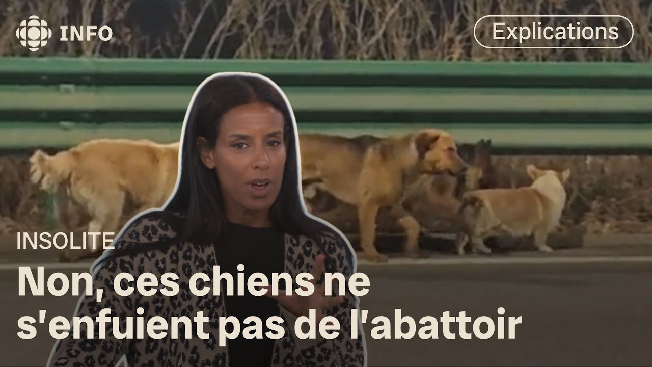 Une vidéo virale de chiens en Chine provoque une tonne de fausses histoires | Première ligne