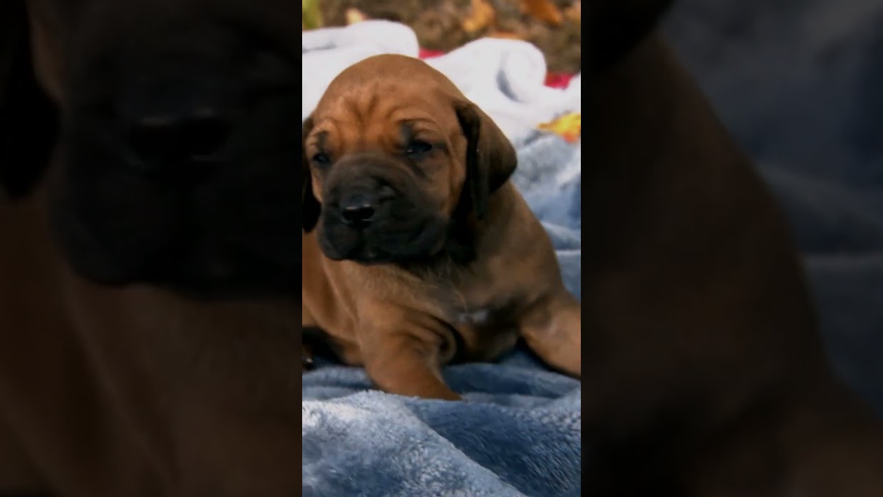 Cute Pups Brave the Cold! | Too Cute! | Animal Planet