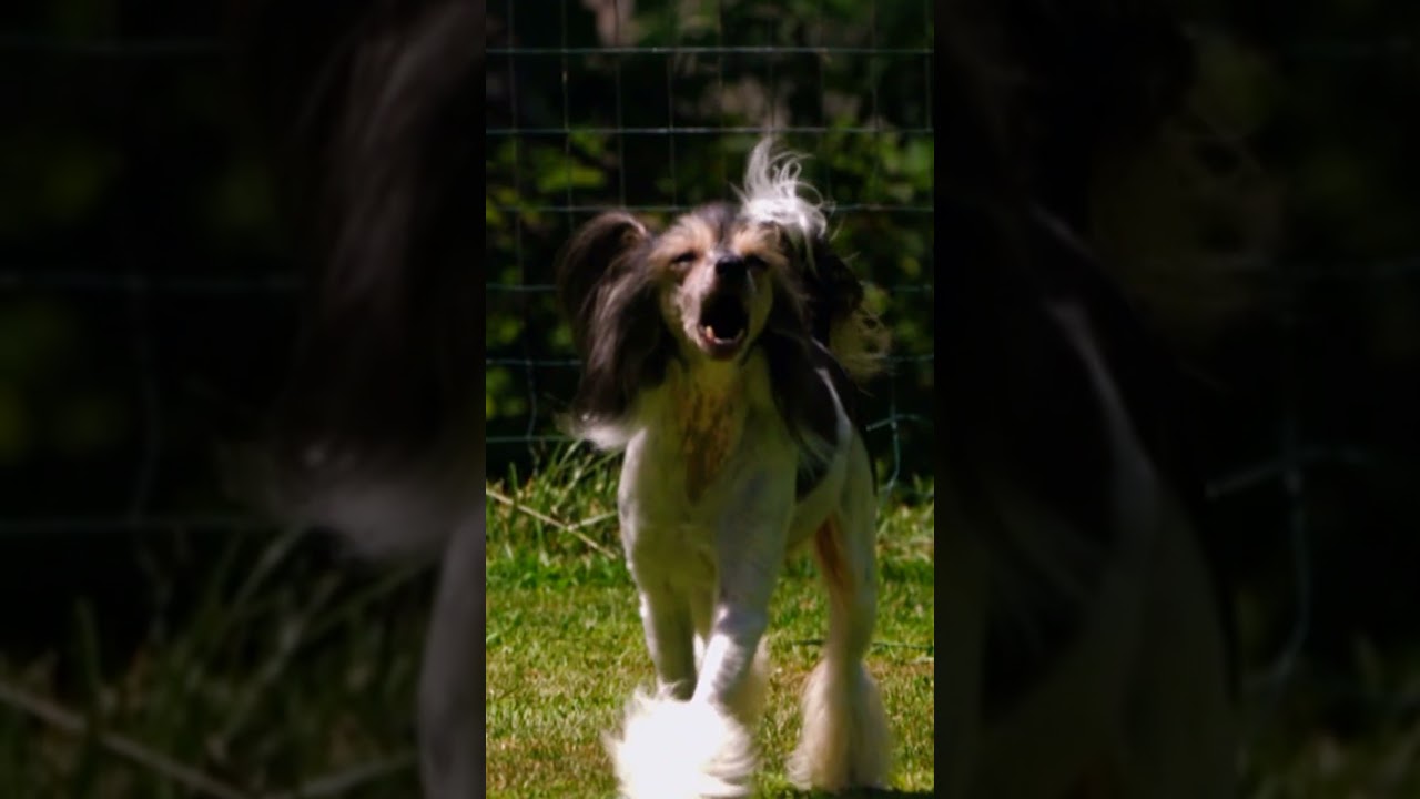 A Breed that Looks like a Toy! | Too Cute! | Animal Planet