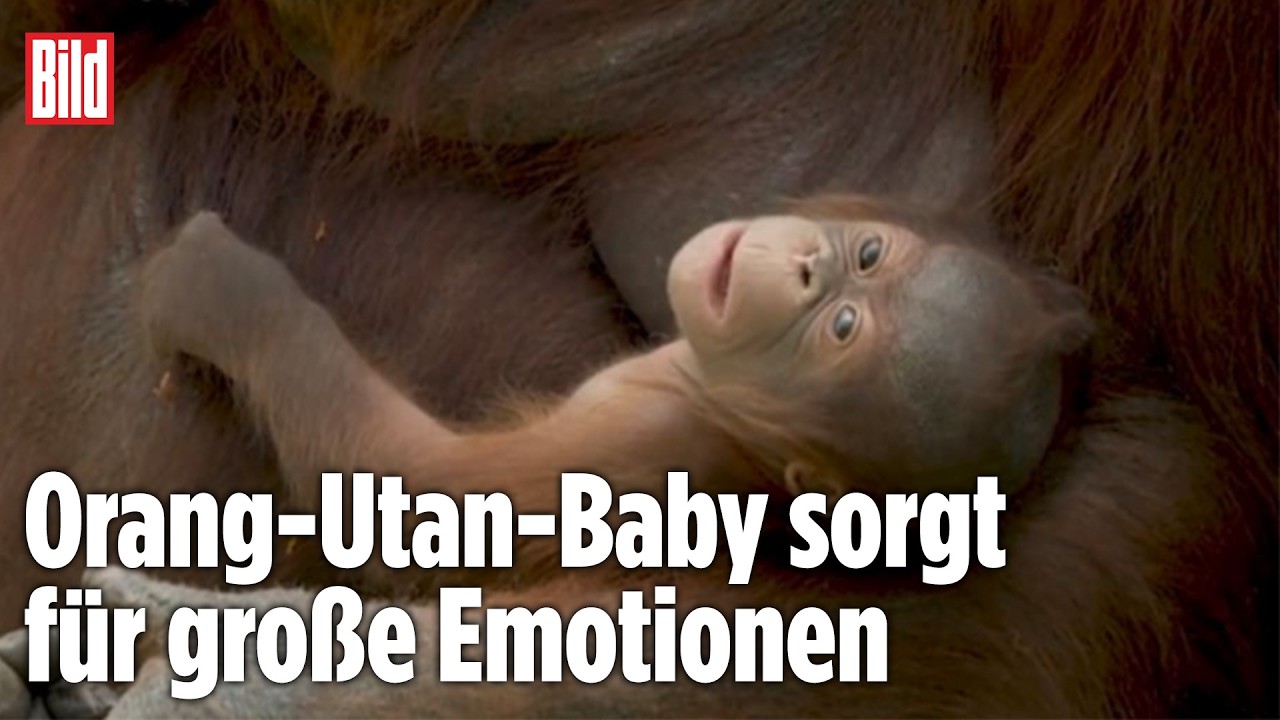 ORANG-UTAN-BABY GEBOREN: Seltene Geburt im Zoo Madrid gibt Hoffnung