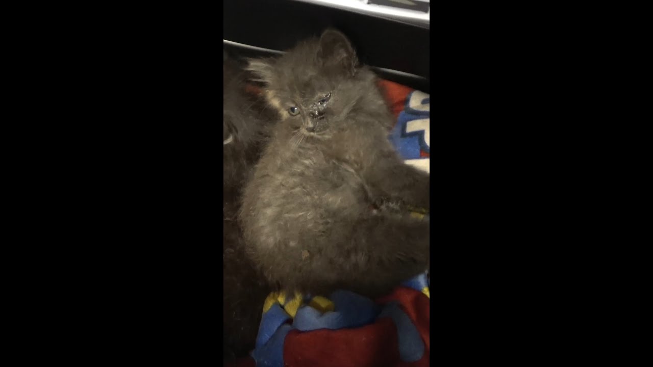 Sick kittens waited for Hope For Paws