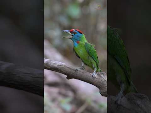 Burung Barbet Tenggorokan Biru: Warna-warna cerah & melodi yang merdu! #burung #videoviral #videoviral #videopendekviral