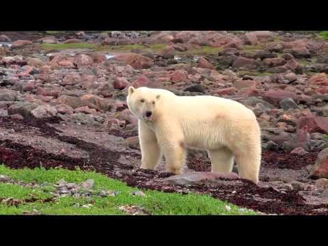 Polar Bears: A Summer Odyssey'
