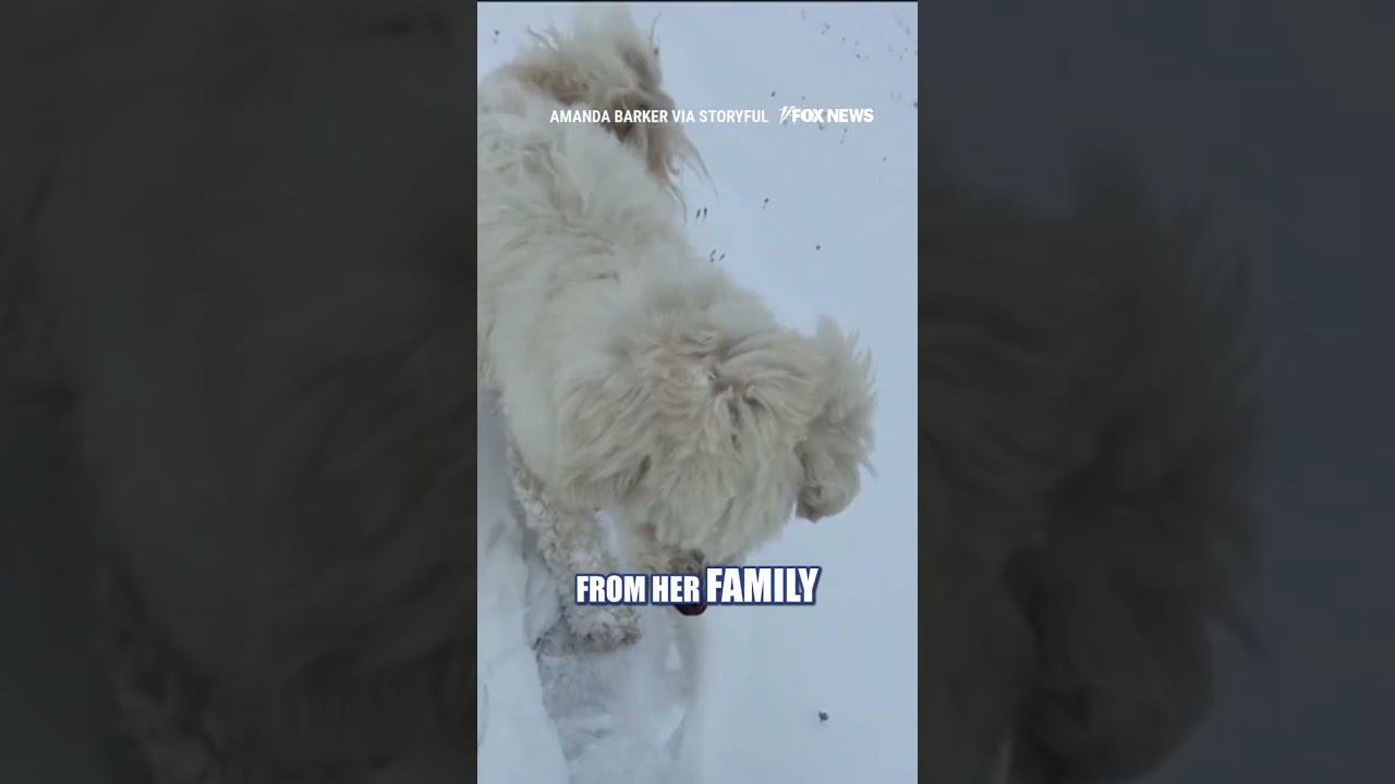 MIRACLE RESCUE: Dog REUNITED with family after Alaska avalanche #foxnews #news #shorts #animals