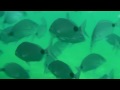 Sanyo XACTI VPC-WH1 HD Underwater Camera - Example Video