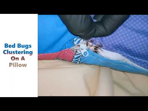 BED BUG SPECIALIST IN SINGAPORE