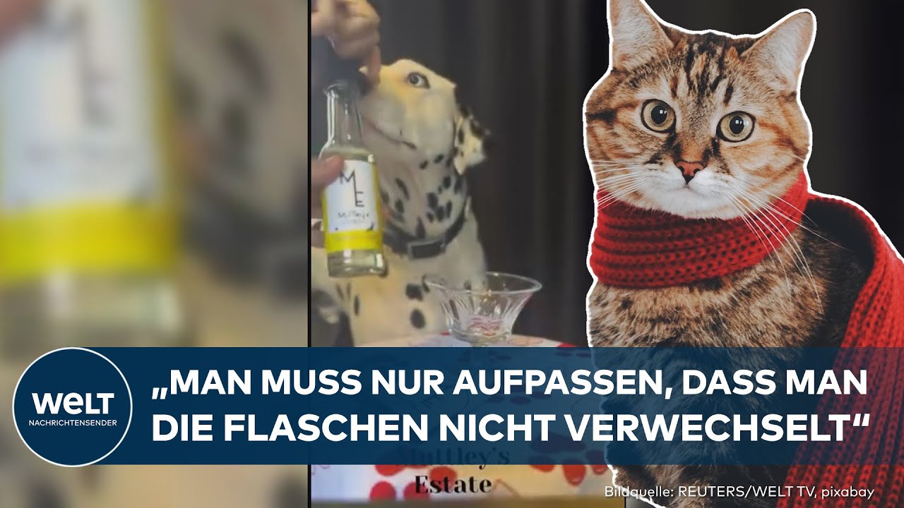 NEUSEELAND: Prost, Mieze! Jetzt trinken auch Haustiere Wein!