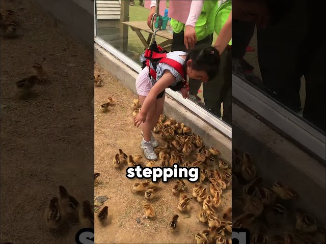 This girl adopted a baby chick 🐣👧❤️