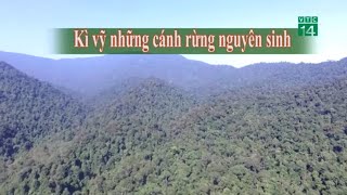 Kì vĩ những cánh rừng nguyên sinh| VTC14